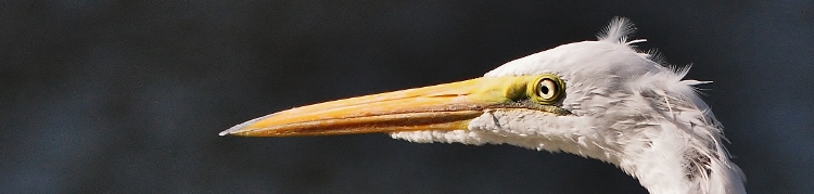 closeup of egeret's head